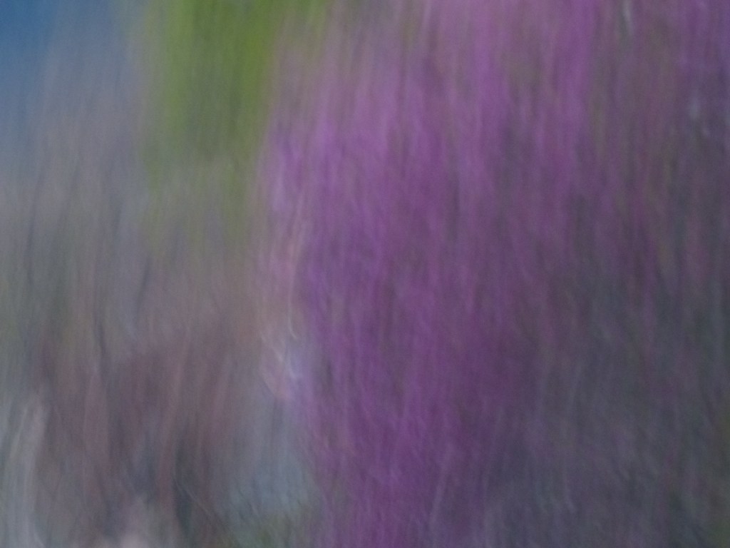 Photo fond violet flou Rozenn Guilcher