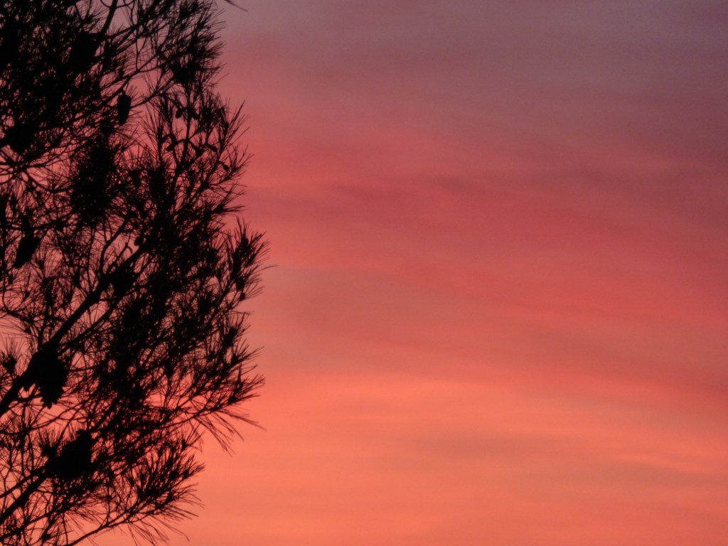 Photo arbre soleil Rozenn Guilcher