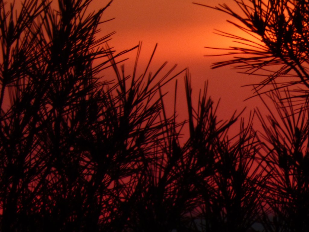 Photo Rozenn Guilcher pin et soleil