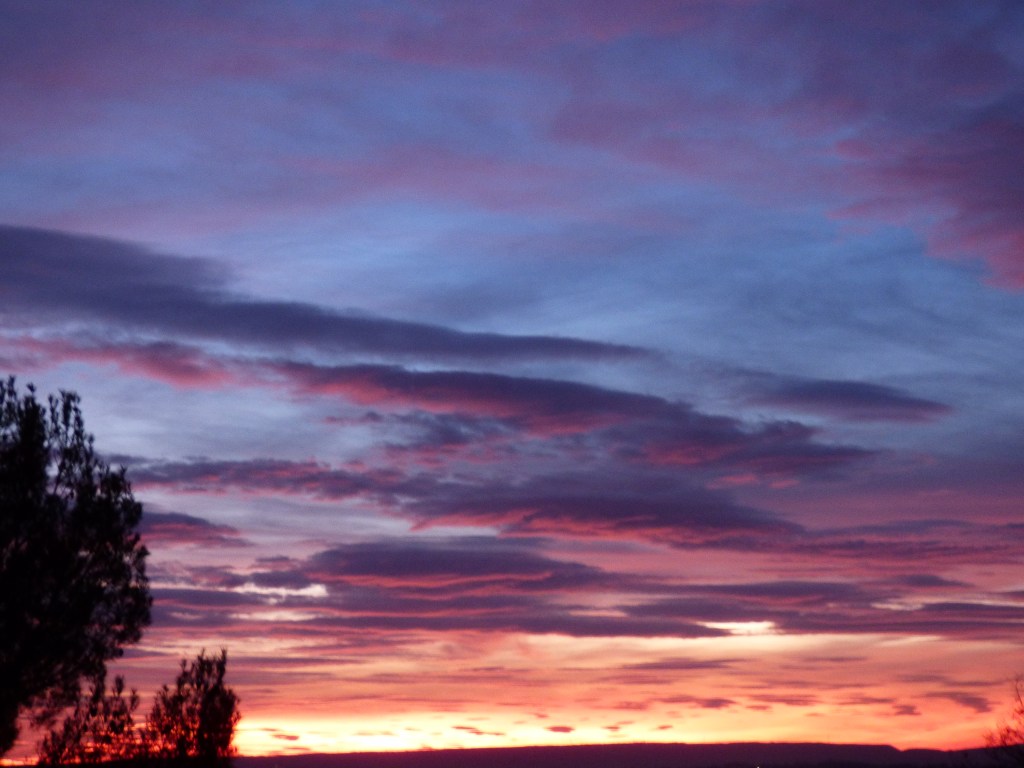 Photo arbre Rozenn Guilcher