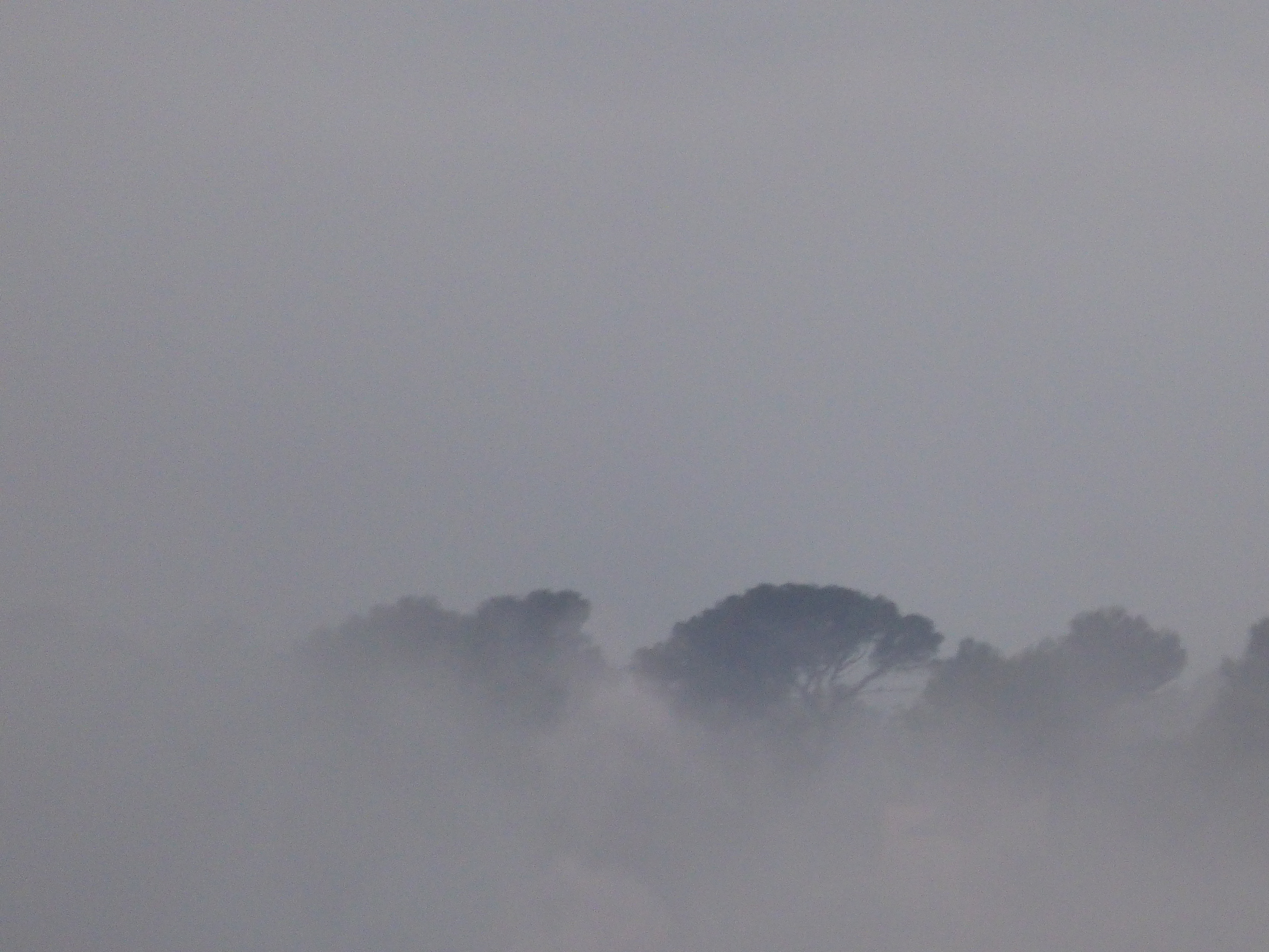 Photos Rozenn Guilcher arbre brouillard